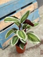 Zdjęcie rosliny doniczkowej Calathea Bicajoux Gecko (Kalatea), ujęcie 3