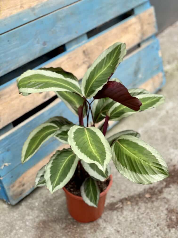 Zdjęcie rosliny doniczkowej Calathea Bicajoux Gecko (Kalatea), ujęcie 3