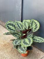 Zdjęcie rosliny doniczkowej Calathea Medallion (Kalatea), ujęcie 1
