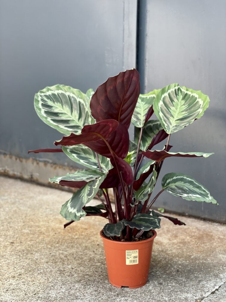 Zdjęcie rosliny doniczkowej Calathea Medallion (Kalatea), ujęcie 2