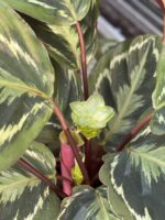 Zdjęcie rosliny doniczkowej Calathea Medallion (Kalatea), ujęcie 3