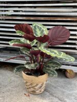Zdjęcie rosliny doniczkowej Calathea Medallion (Kalatea), ujęcie 4