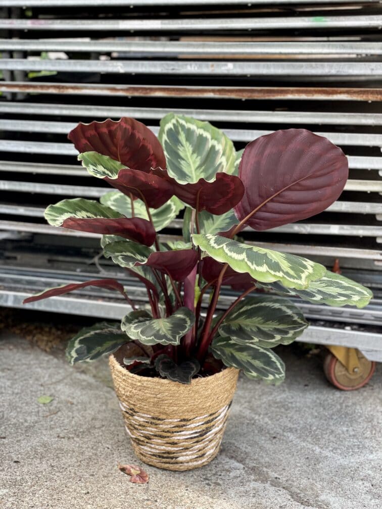 Zdjęcie rosliny doniczkowej Calathea Medallion (Kalatea), ujęcie 4
