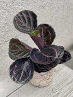 Zdjęcie rosliny doniczkowej Calathea roseopicta (Kalatea), ujęcie 1