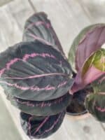 Zdjęcie rosliny doniczkowej Calathea roseopicta (Kalatea), ujęcie 2