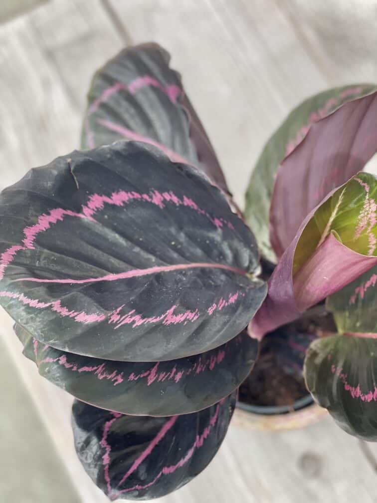 Zdjęcie rosliny doniczkowej Calathea roseopicta (Kalatea), ujęcie 2