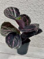 Zdjęcie rosliny doniczkowej Calathea roseopicta (Kalatea), ujęcie 3