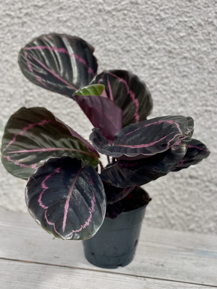 Zdjęcie rosliny doniczkowej Calathea roseopicta (Kalatea), ujęcie 3