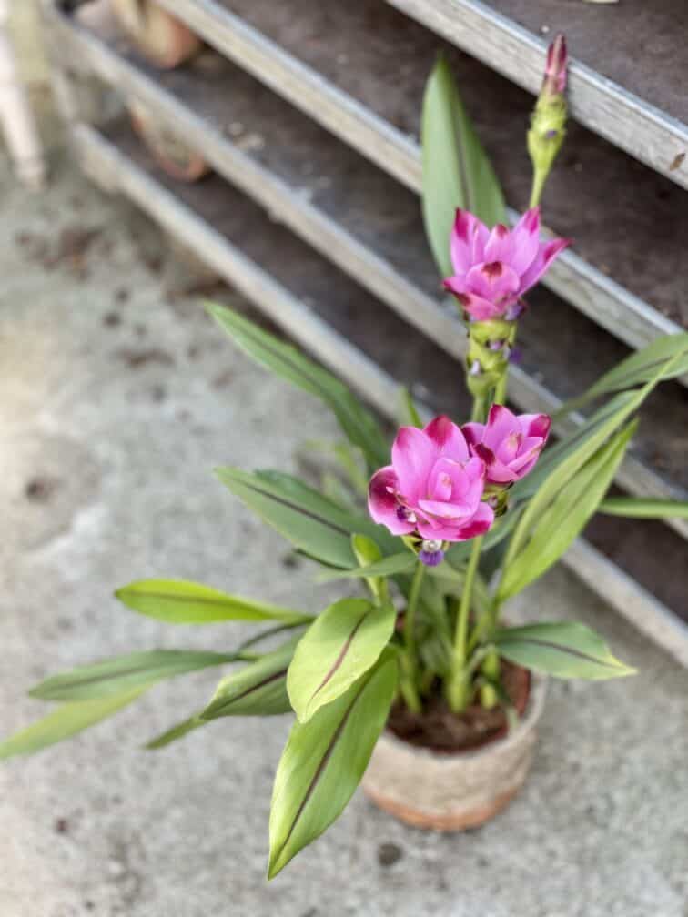 Zdjęcie rosliny doniczkowej Curcuma Siam Splash, ujęcie 1