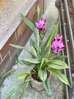 Zdjęcie rosliny doniczkowej Curcuma Siam Splash, ujęcie 3