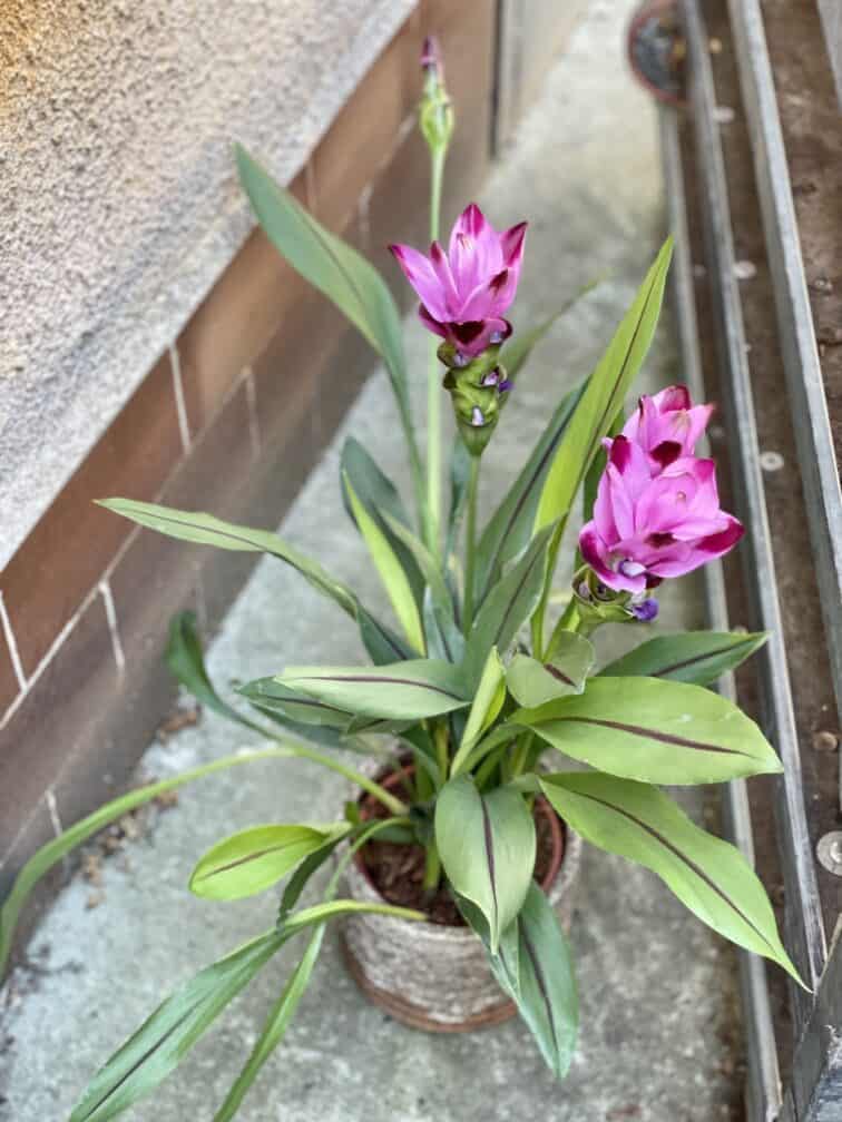 Zdjęcie rosliny doniczkowej Curcuma Siam Splash, ujęcie 3