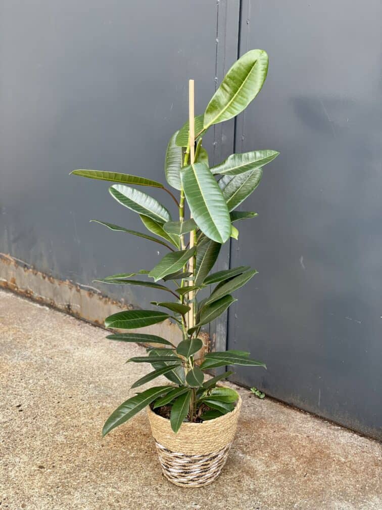 ficus-americana-tresor_21x95-1_1657355510.jpg Zdjęcie rosliny doniczkowej Ficus americana tresor, ujęcie 1