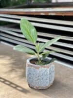 Zdjęcie rosliny doniczkowej Ficus benghalensis Audrey, ujęcie 1