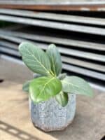 Zdjęcie rosliny doniczkowej Ficus benghalensis Audrey, ujęcie 3