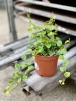 Zdjęcie rosliny doniczkowej Ficus pumila Green Sunny, ujęcie 1