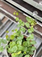 Zdjęcie rosliny doniczkowej Ficus pumila Green Sunny, ujęcie 2
