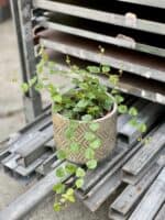 Zdjęcie rosliny doniczkowej Ficus pumila Green Sunny, ujęcie 3