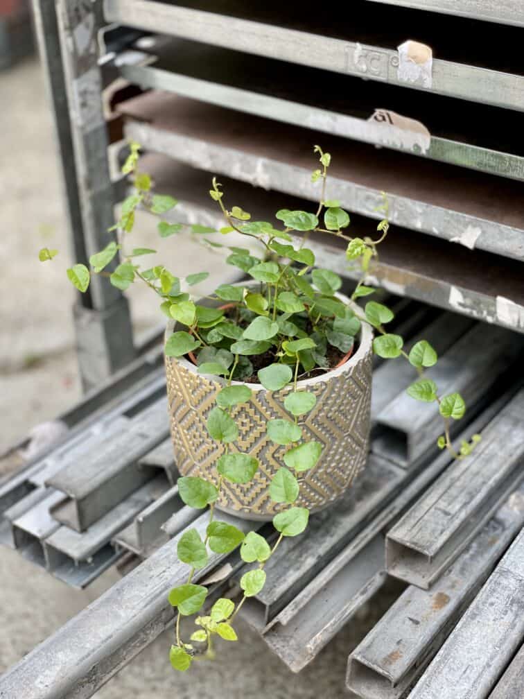 Zdjęcie rosliny doniczkowej Ficus pumila Green Sunny, ujęcie 3