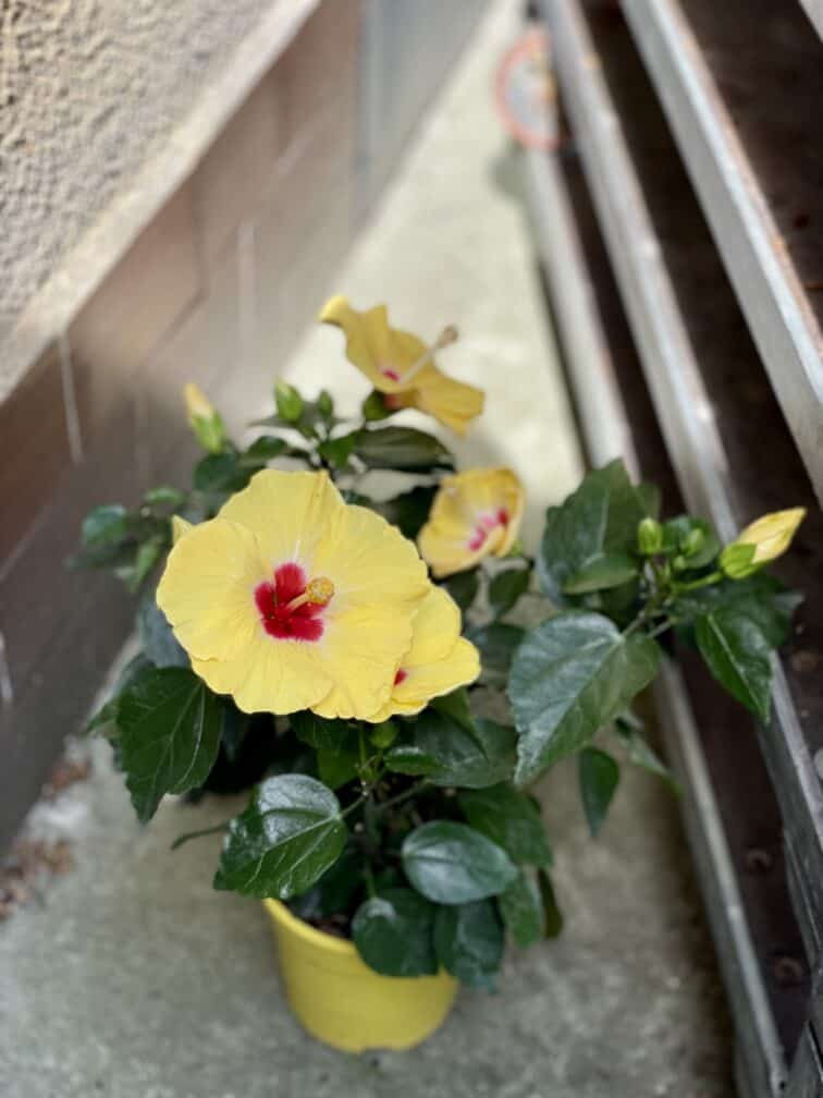 Zdjęcie rosliny doniczkowej Hibiscus rosa sinensis Adonicus Yellow, ujęcie 1