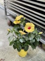Zdjęcie rosliny doniczkowej Hibiscus rosa sinensis Adonicus Yellow, ujęcie 2