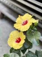 Zdjęcie rosliny doniczkowej Hibiscus rosa sinensis Adonicus Yellow, ujęcie 3