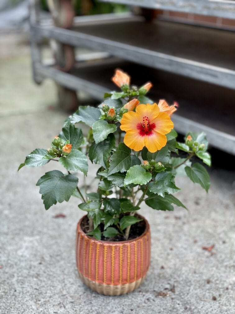 hibiscus-rosa-sinensis-petit-orange_13x35-1_1656751711.jpg Zdjęcie rosliny doniczkowej Hibiscus rosa-sinensis Petit Orange, ujęcie 1