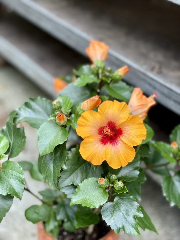Zdjęcie rosliny doniczkowej Hibiscus rosa-sinensis Petit Orange, ujęcie 2
