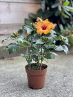Zdjęcie rosliny doniczkowej Hibiscus rosa-sinensis Petit Orange, ujęcie 3