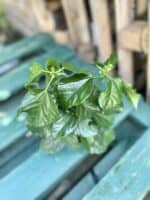 Zdjęcie rosliny doniczkowej Hibiscus rosa-sinensis Tivoli, ujęcie 2