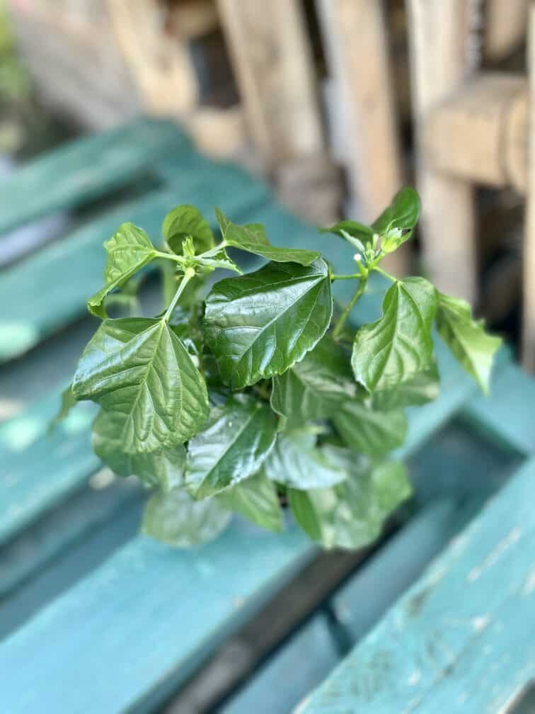 Zdjęcie rosliny doniczkowej Hibiscus rosa-sinensis Tivoli, ujęcie 2