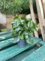 Zdjęcie rosliny doniczkowej Hibiscus rosa-sinensis Tivoli, ujęcie 3