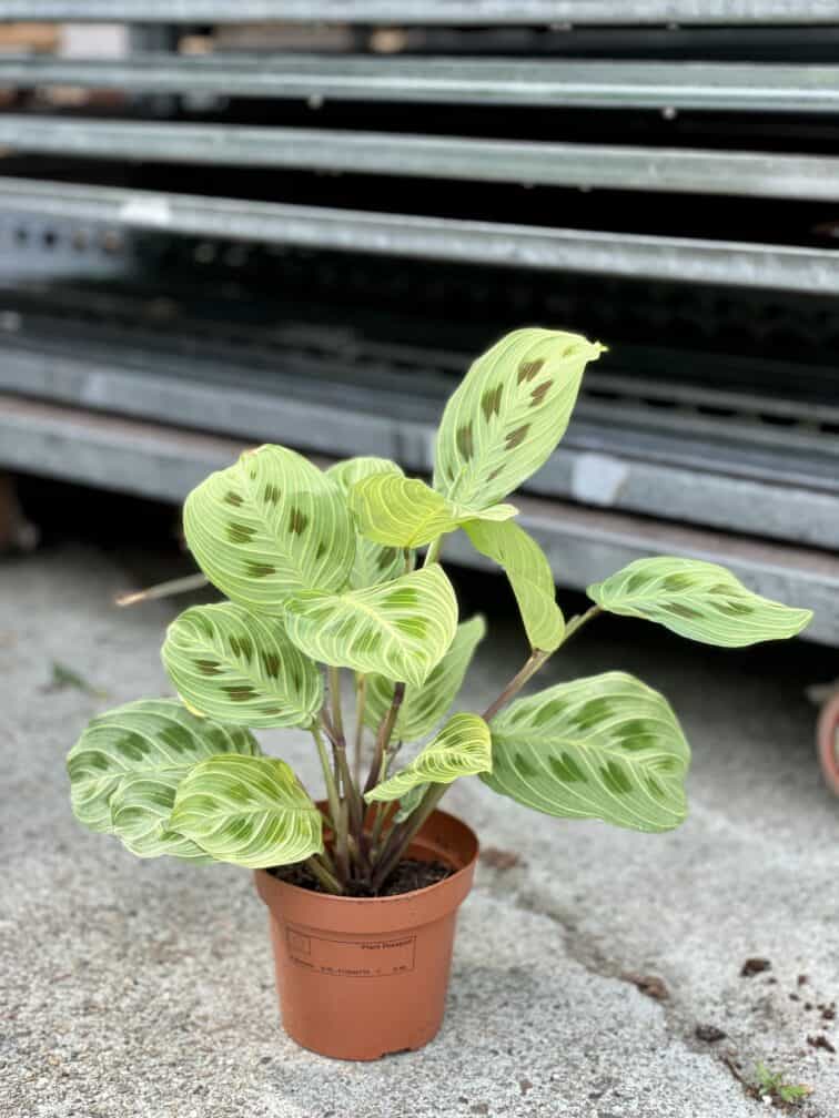 Zdjęcie rosliny doniczkowej Maranta Light Veins, ujęcie 2