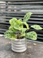 Zdjęcie rosliny doniczkowej Maranta Light Veins, ujęcie 3