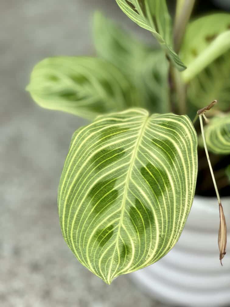 Zdjęcie rosliny doniczkowej Maranta Light Veins, ujęcie 4