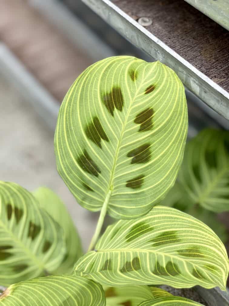 Zdjęcie rosliny doniczkowej Maranta Light Veins, ujęcie 5