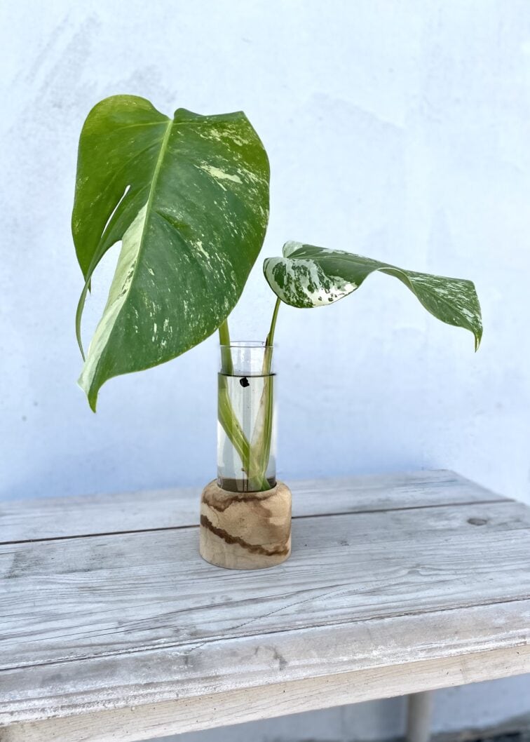 monstera-variegata-sadzonka-szczytowa-1_1x32-1_1659010972.jpg Zdjęcie rosliny doniczkowej Monstera Variegata Sadzonka Szczytowa 1 1, ujęcie 1