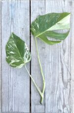 Zdjęcie rosliny doniczkowej Monstera Variegata Sadzonka Szczytowa 1 1, ujęcie 2