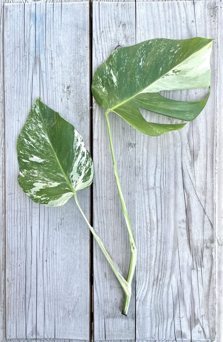 Zdjęcie rosliny doniczkowej Monstera Variegata Sadzonka Szczytowa 1 1, ujęcie 2