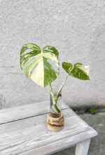 Zdjęcie rosliny doniczkowej Monstera Variegata Sadzonka Szczytowa 2, ujęcie 1