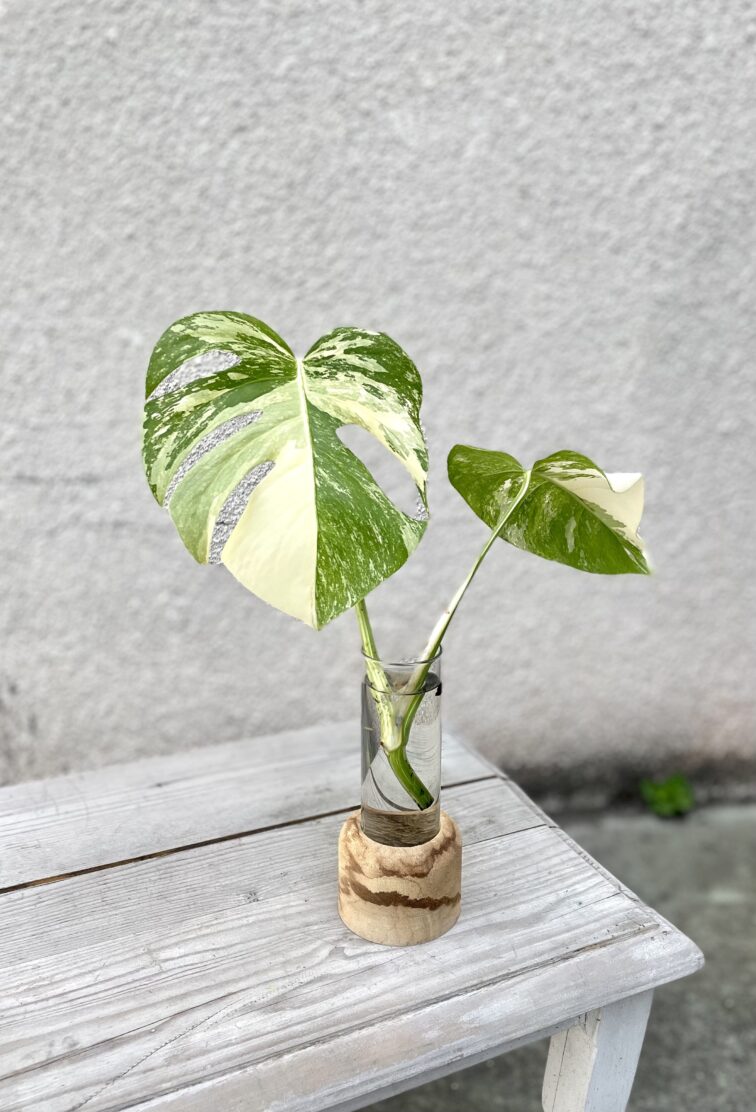 monstera-variegata-sadzonka-szczytowa_2-1_1659010864.jpg Zdjęcie rosliny doniczkowej Monstera Variegata Sadzonka Szczytowa 2, ujęcie 1