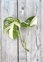 Zdjęcie rosliny doniczkowej Monstera Variegata Sadzonka Szczytowa 2, ujęcie 2