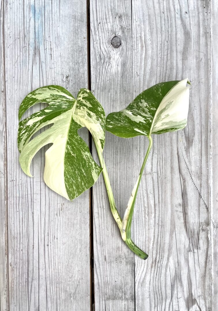 Zdjęcie rosliny doniczkowej Monstera Variegata Sadzonka Szczytowa 2, ujęcie 2