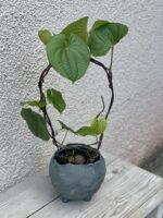 Zdjęcie doniczki lub oslonki: Osłonka Cauldron 11 × 15 cm, ujęcie 2