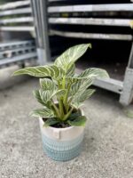 Zdjęcie rosliny doniczkowej Philodendron Birkin, ujęcie 1