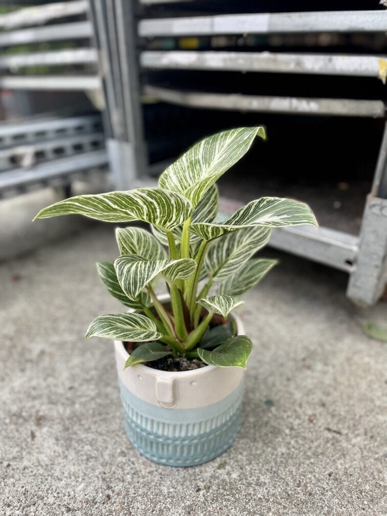 philodendron-birkin_14x35.0-1_1656757328.jpg Zdjęcie rosliny doniczkowej Philodendron Birkin, ujęcie 1