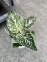 Zdjęcie rosliny doniczkowej Philodendron Birkin, ujęcie 2
