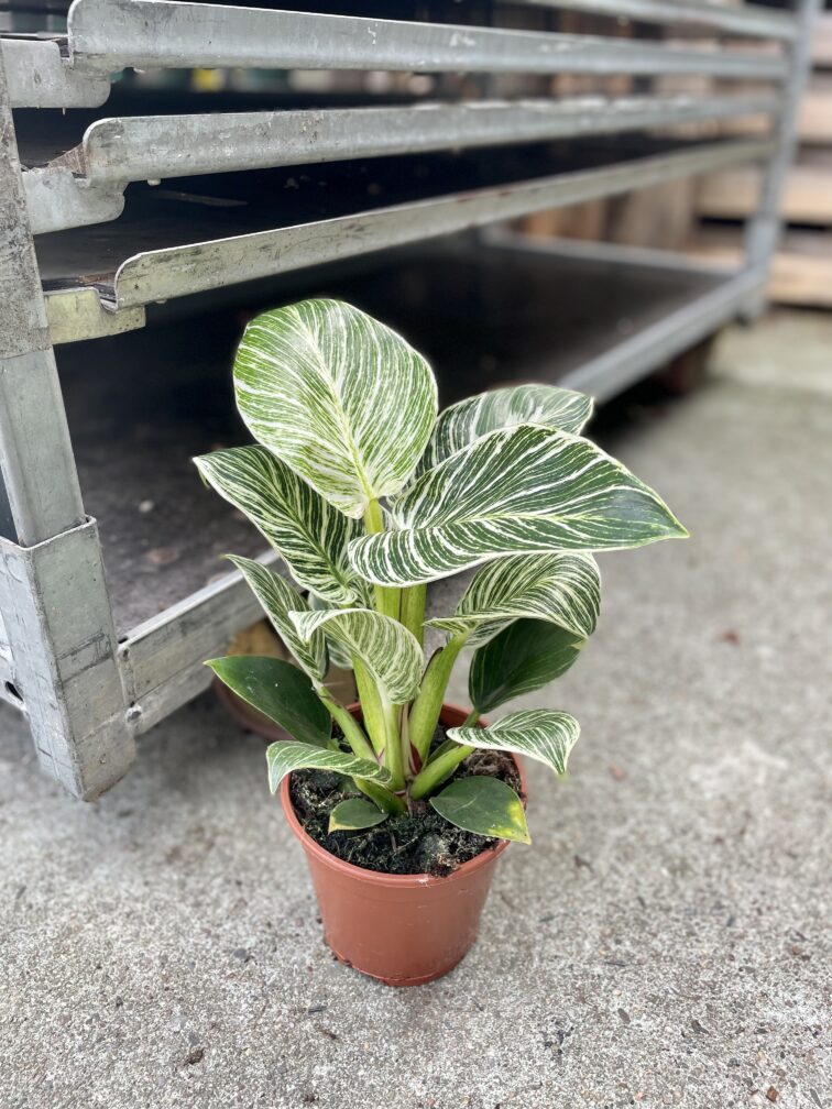 Zdjęcie rosliny doniczkowej Philodendron Birkin, ujęcie 3