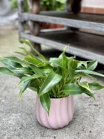 Zdjęcie rosliny doniczkowej Philodendron Little Phil, ujęcie 1