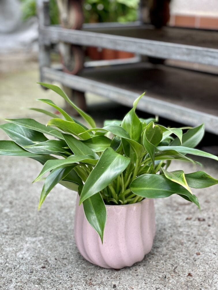 Zdjęcie rosliny doniczkowej Philodendron Little Phil, ujęcie 1