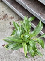 Zdjęcie rosliny doniczkowej Philodendron Little Phil, ujęcie 2